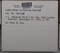 Lamproderma atrosporum image